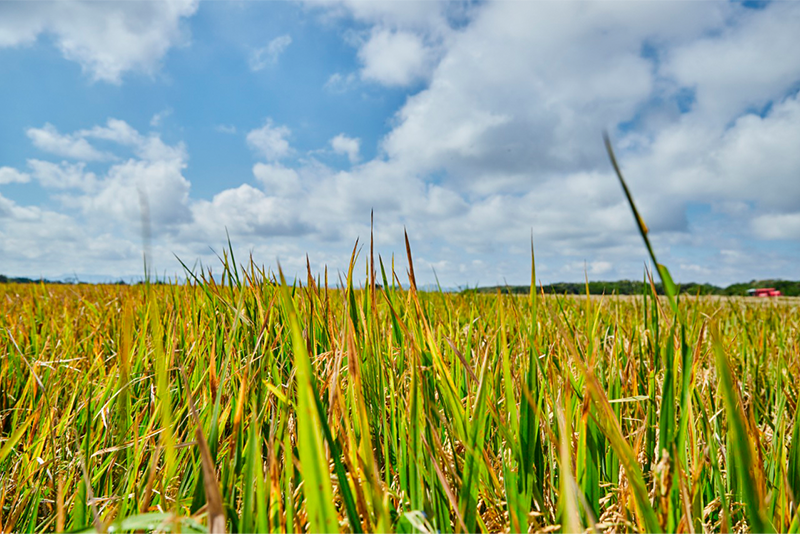 El arroz de la Meseta de Ibagué, uno de los productos colombianos con Sello de Denominación de Origen – Cultivo de arroz de la Meseta de Ibagué | Marca País Colombia