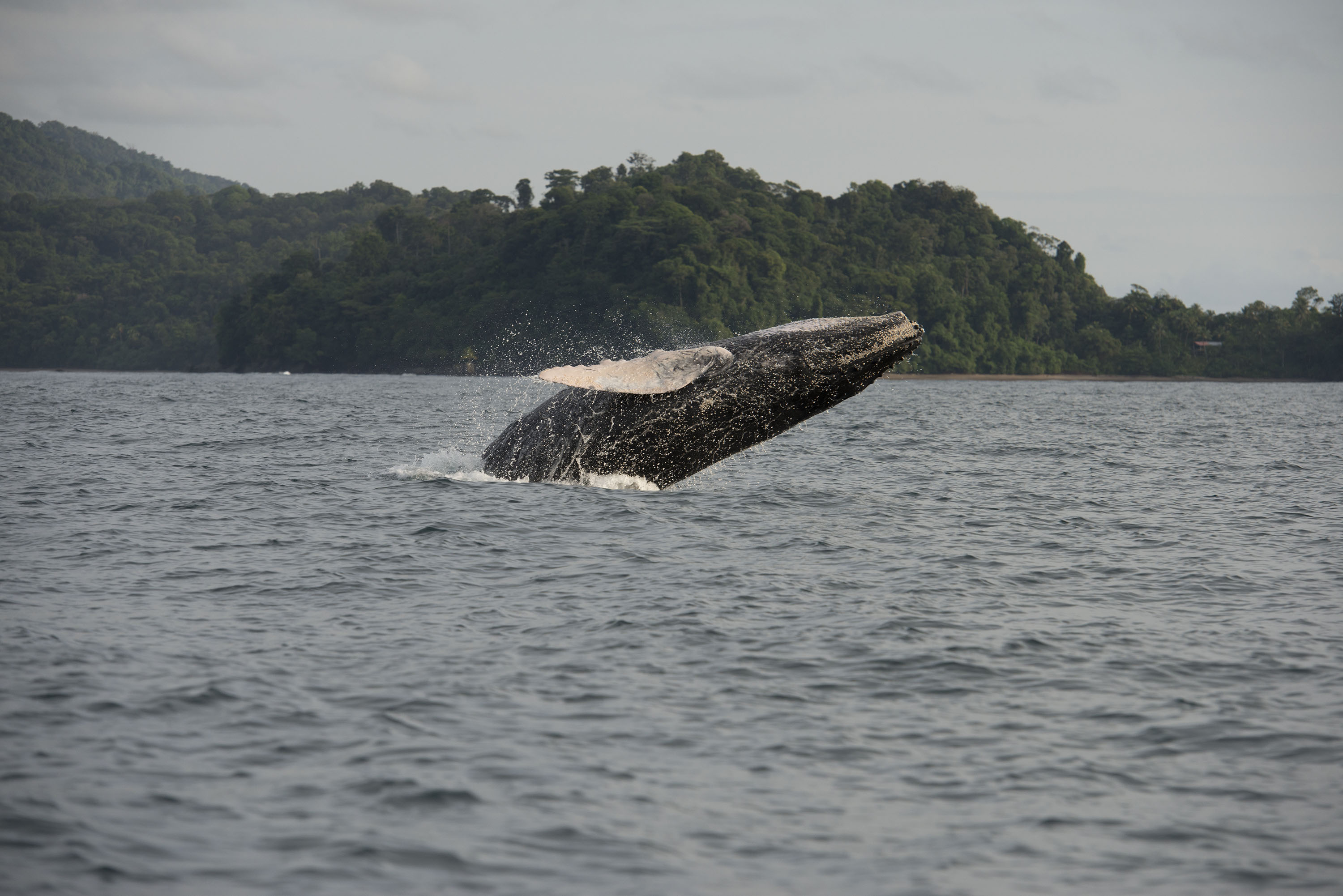 Ballenas, avistamiento de ballenas, atlántico colombiano
