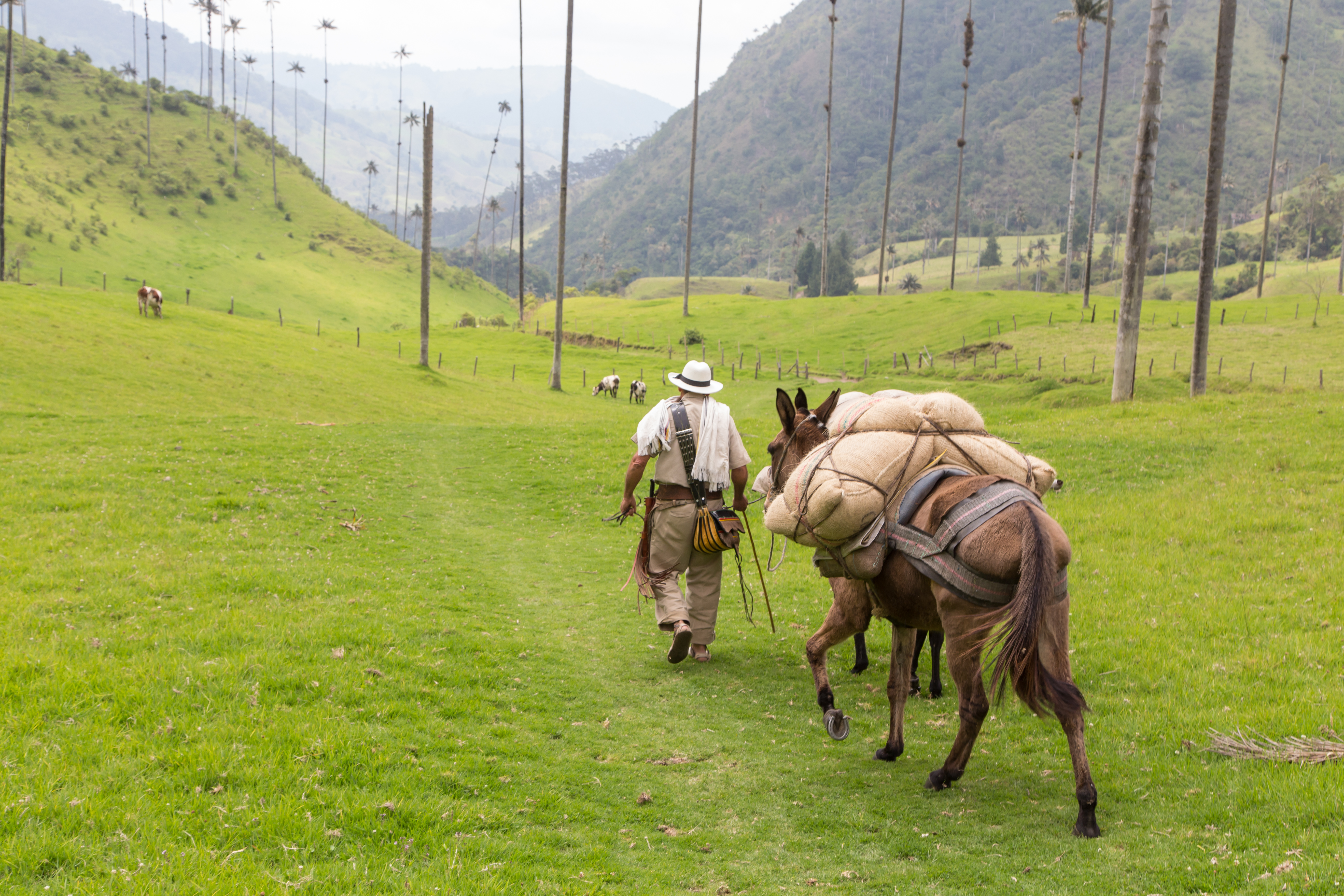fotografia del valle del cocora en donde se ven un cafetero junto con un burro cargando varios paquetes con varias palmas de fondo, Paisaje cultural cafetero 