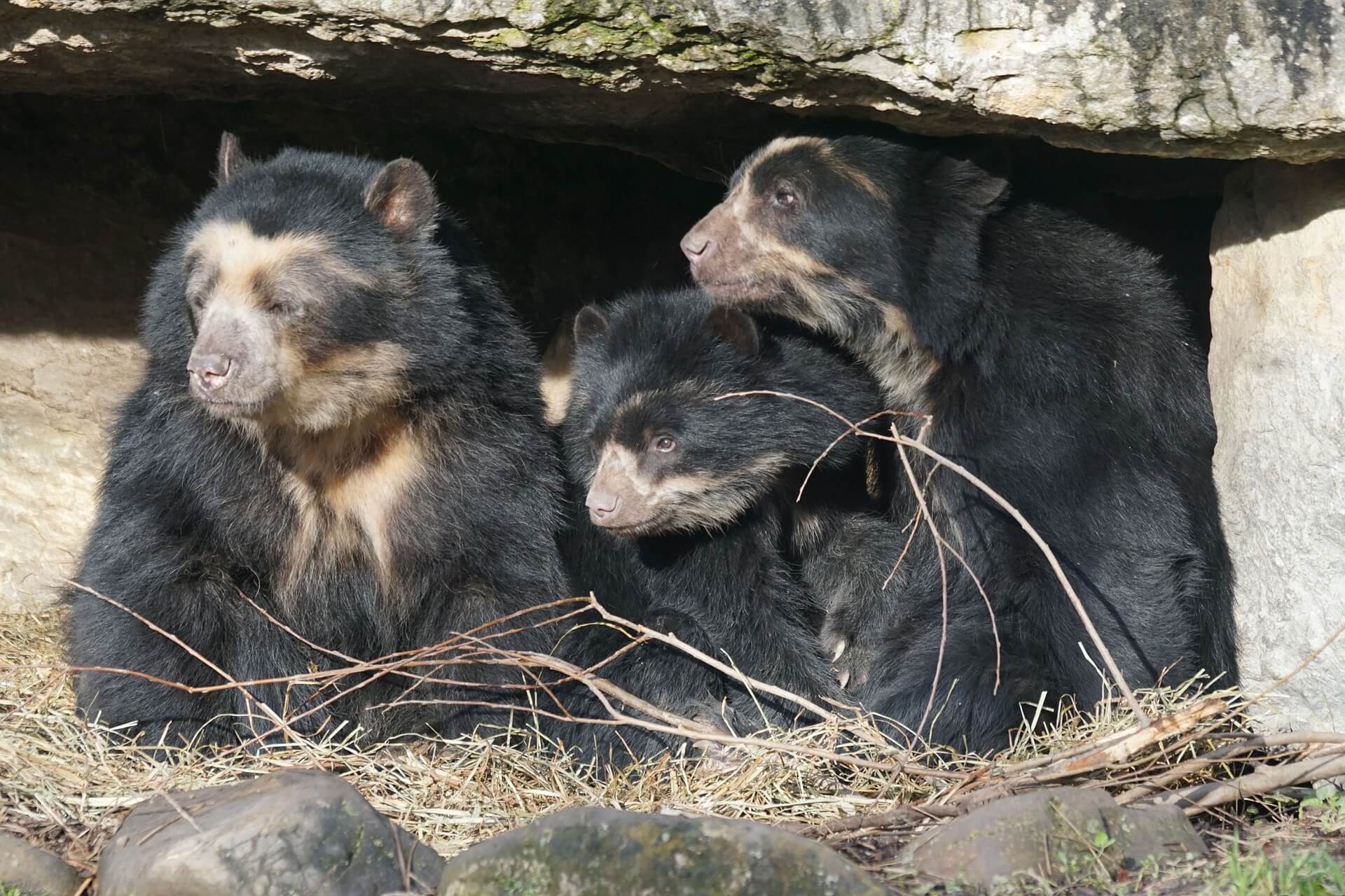 fotografia de varios Osos de anteojos juntos bajo una cueva, biodiversidad, animales sorprendentes 