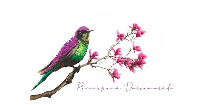 Picoespina Dorsimorado de los Andes orientales de Colombia