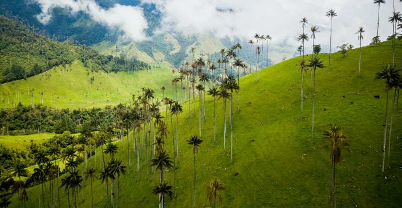 Eje cafetero el mejor destino para conocer en Colombia