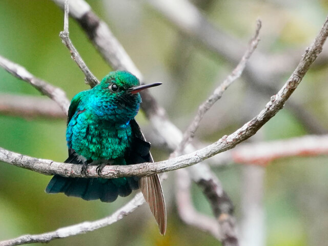 Esmeralda del Chiribiquete. Foto tomada en Caño Negro, Caquetá, por Peter Hobbs. Foto cortesía del portal ebird.org.