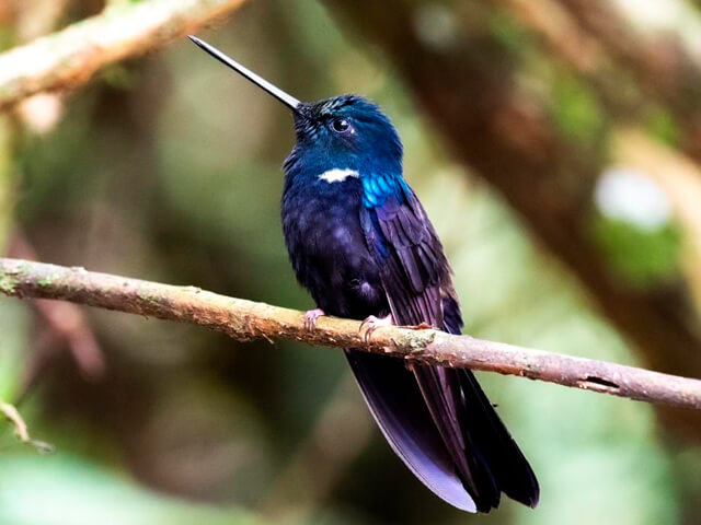 Príncipe de Arcabuco, o Coeligena Prunellei. Colibrí endémico de los Andes Orientales Colombianos. Foto cortesía de Corpoboyaca.co.