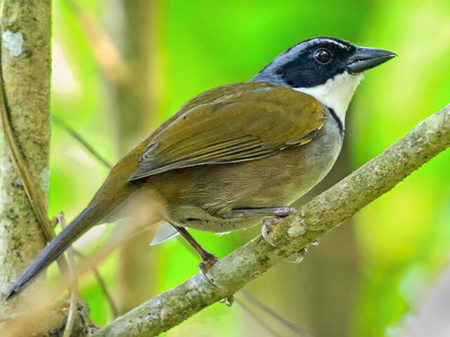 Gorrión montés colombiano. Foto cortesía de Ebird.org