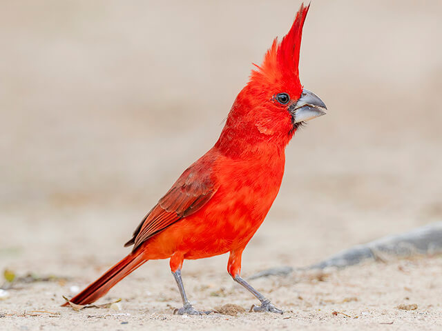 Macho Cardenal Guajiro. Foto cortesía de ebird.org, tomada por Andrés Vázquez Noboa