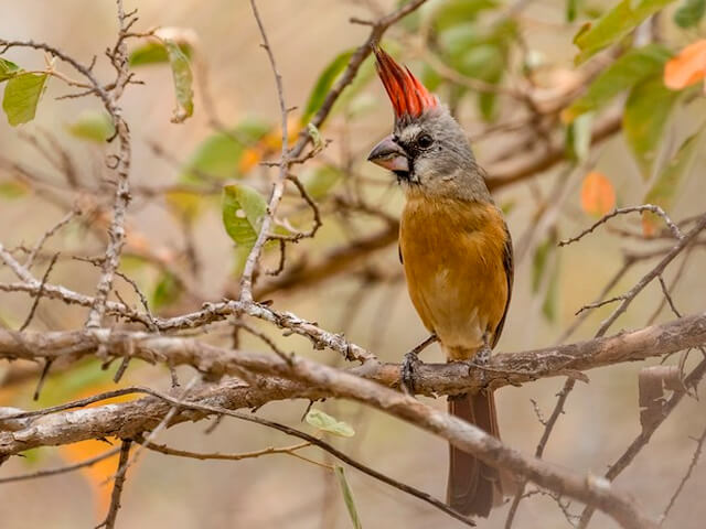 Hembra de la especie Cardenal guajiro. Foto cortesía de Ebird.org, tomada por Ken Chamberlain.