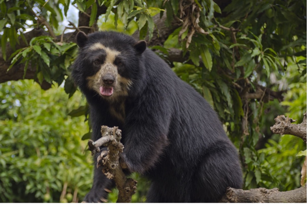 Oso de anteojos. 