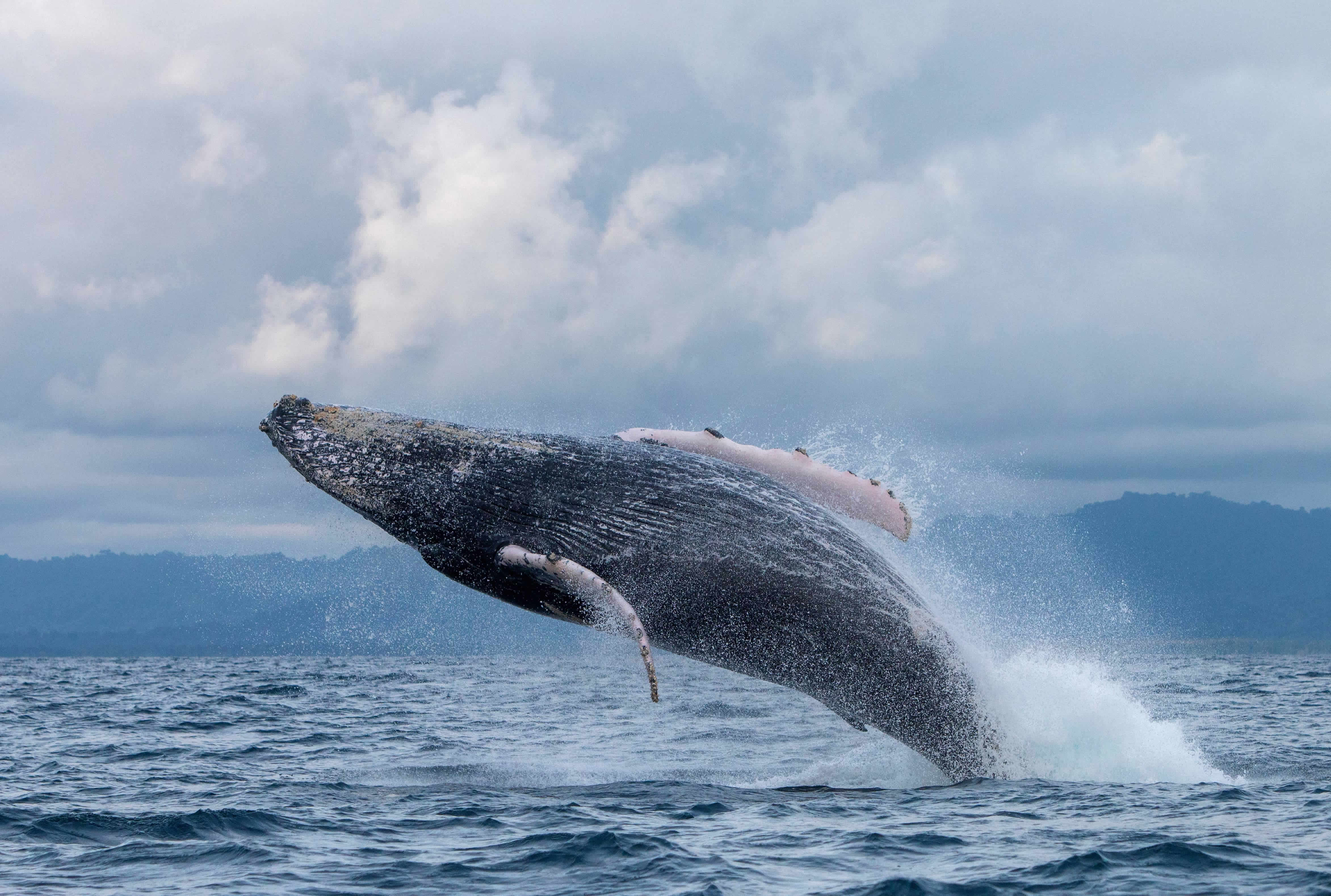 Ballena jorobada saltando frente a la costa de Nuquí. 