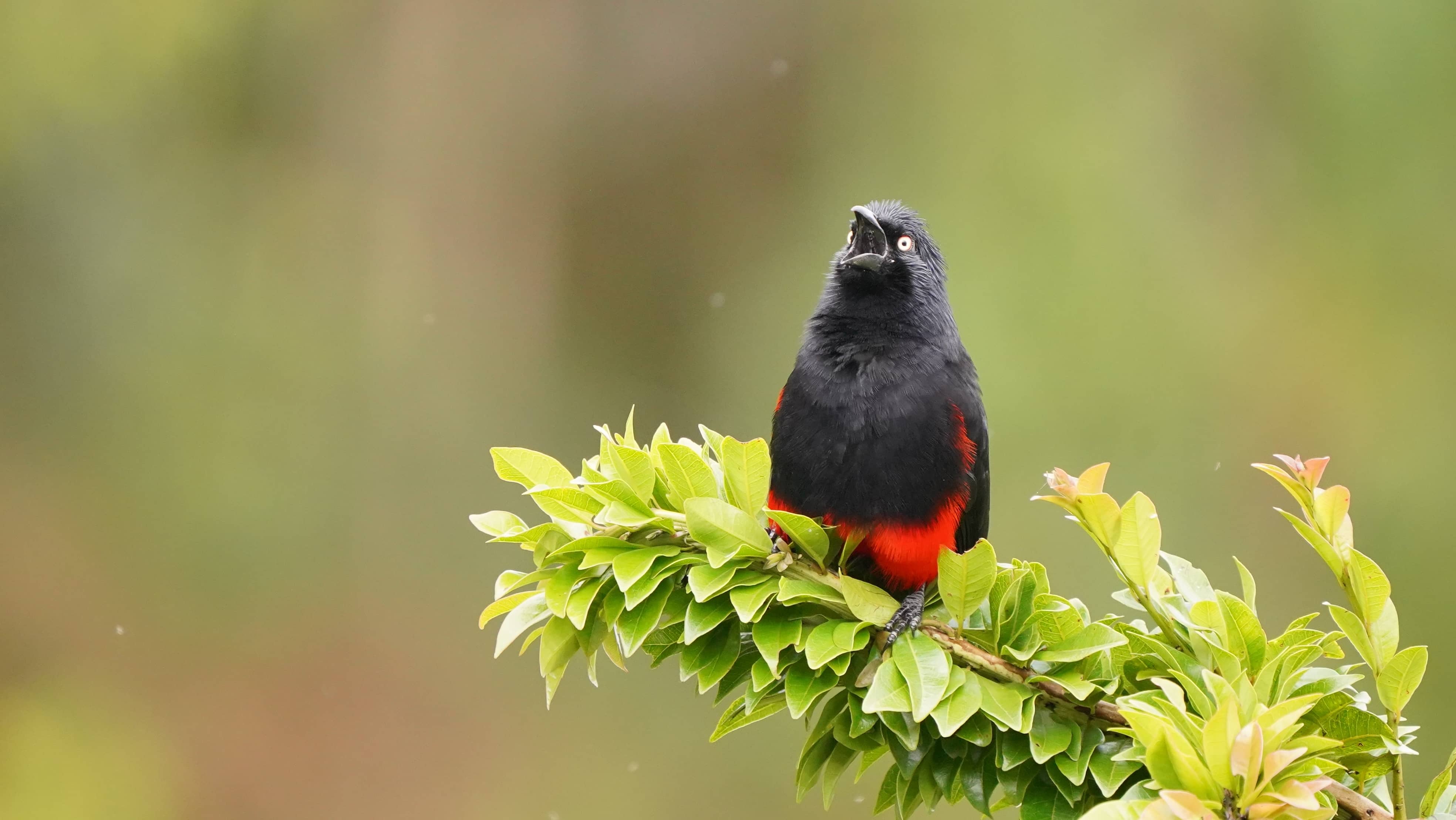 Cacique candela, una de las aves endémicas del paisaje cafetero nacional. 