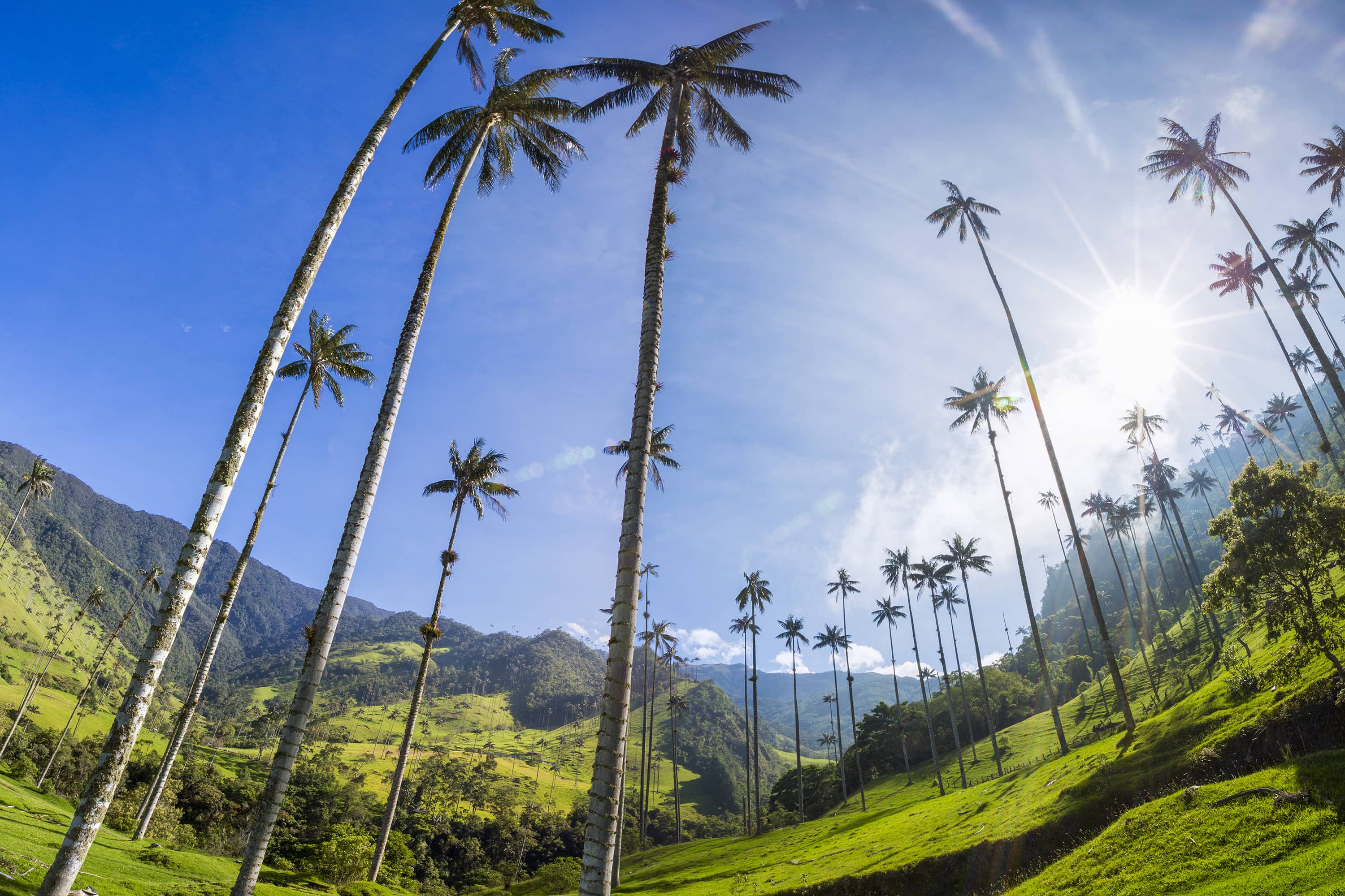 Palma de cera del Quindío. Panorámica del valle del Cocora. 