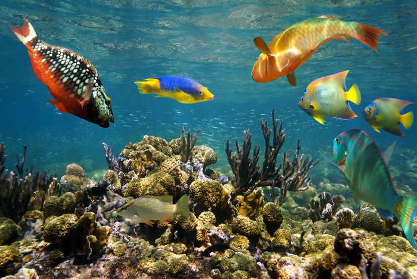 Peces nadando en el Caribe Colombiano