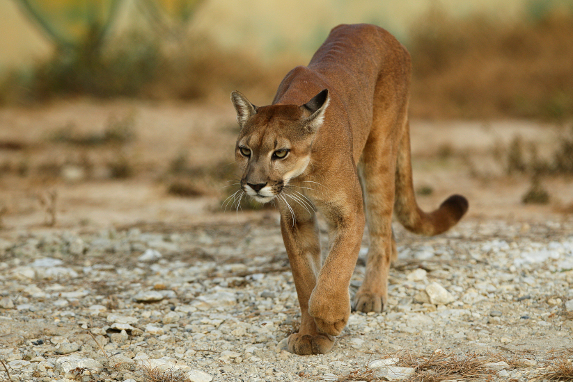 Puma paseando por un bosque