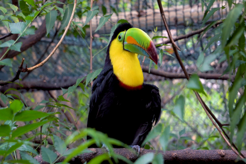 Tucán sentado en una rama en medio de la naturaleza