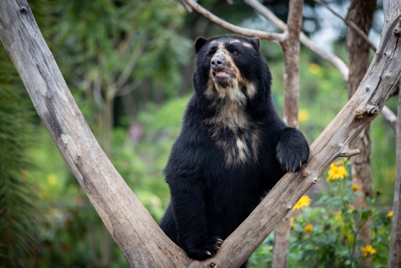 Oso de anteojos sosteniendo el tronco de un árbol 