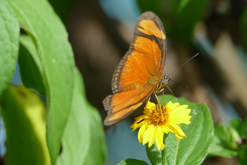 Mariposa colombiana en medio de naturaleza