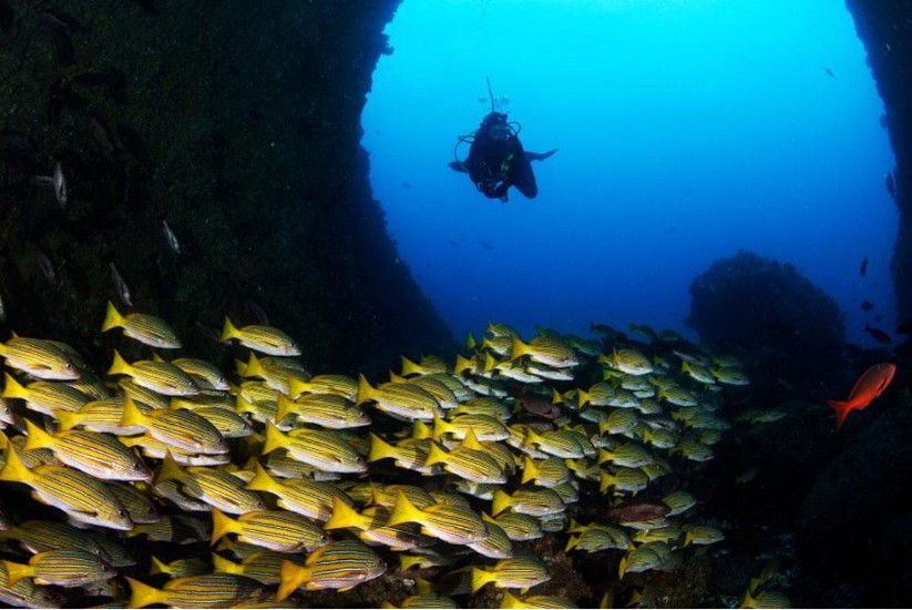 Buceo en el Santuario de Fauna y Flora de Malpelo, Valle del Cauca