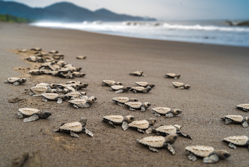 Nacimiento de tortugas en la costa colombiana