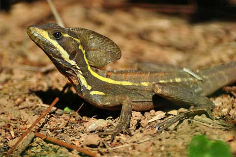 Basilisk, brown basilisk