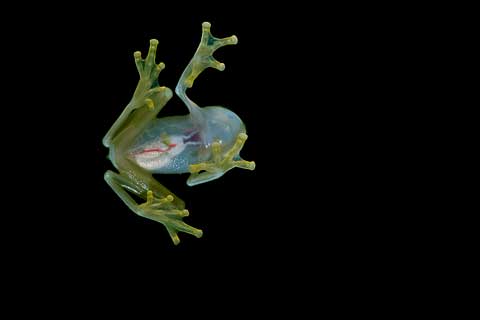 Glass frog