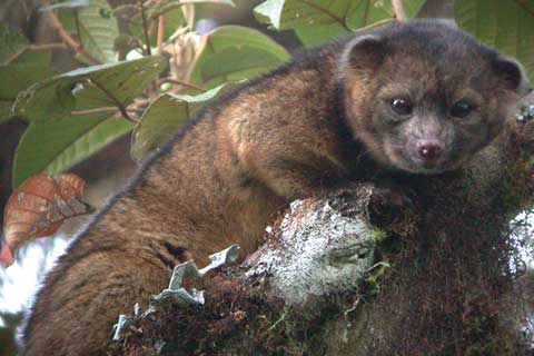 Olinguito