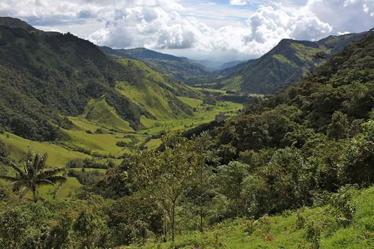Cocora Valley, Valle del Cocora