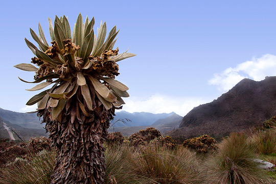 Los Nevados National Park, Parque Nacional Los Nevados