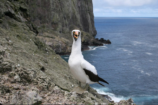 Malpelo Island, Colombian Islands
