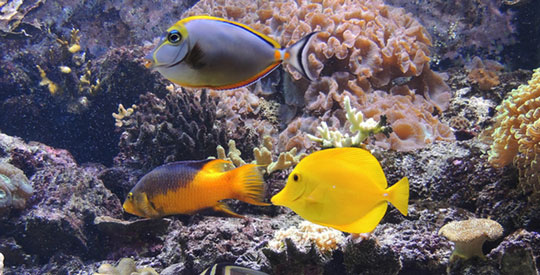 fish, turtles, manatees, snakes, dolphins, sponges, crustaceans, mollusks, echinoderms, lobster, crab, shrimp, sea snail, clam, scallop, octopus, squid, sea urchin, starfish, sea worm, coral, caribbean, pacific, ocean, reef