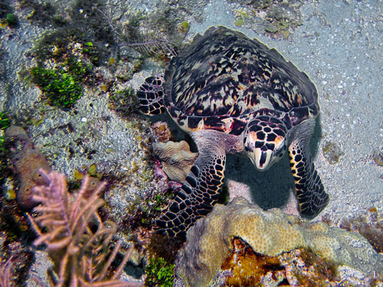 fish, turtles, manatees, snakes, dolphins, sponges, crustaceans, mollusks, echinoderms, lobster, crab, shrimp, sea snail, clam, scallop, octopus, squid, sea urchin, starfish, sea worm, coral, caribbean, pacific, ocean, reef