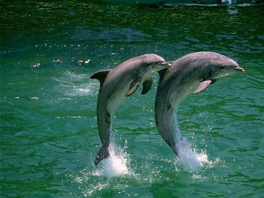 fish, turtles, manatees, snakes, dolphins, sponges, crustaceans, mollusks, echinoderms, lobster, crab, shrimp, sea snail, clam, scallop, octopus, squid, sea urchin, starfish, sea worm, coral, caribbean, pacific, ocean, reef