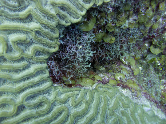 fish, turtles, manatees, snakes, dolphins, sponges, crustaceans, mollusks, echinoderms, lobster, crab, shrimp, sea snail, clam, scallop, octopus, squid, sea urchin, starfish, sea worm, coral, caribbean, pacific, ocean, reef