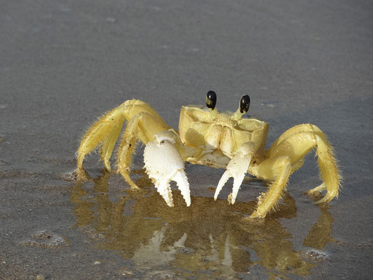 fish, turtles, manatees, snakes, dolphins, sponges, crustaceans, mollusks, echinoderms, lobster, crab, shrimp, sea snail, clam, scallop, octopus, squid, sea urchin, starfish, sea worm, coral, caribbean, pacific, ocean, reef