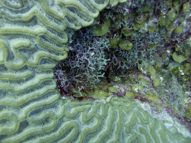 fish, turtles, manatees, snakes, dolphins, sponges, crustaceans, mollusks, echinoderms, lobster, crab, shrimp, sea snail, clam, scallop, octopus, squid, sea urchin, starfish, sea worm, coral, caribbean, pacific, ocean, reef