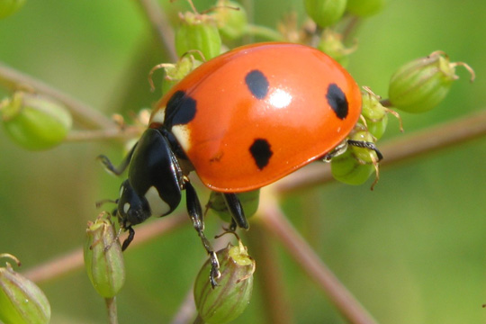 Beetle, colombian insects
