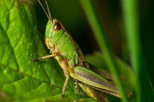 Grasshoper, colombian insects, colombian bugs