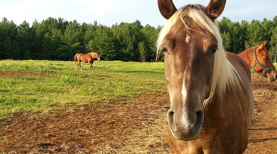 Horse, Horse Bogota, Horseback Bogota, Bogota mountains