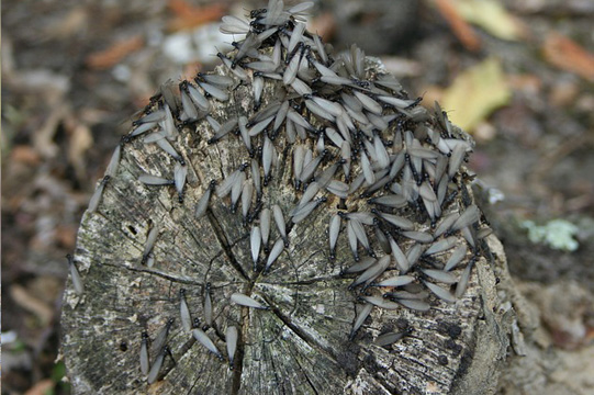 Termites, Colombian insects