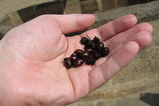 Hormigas culonas, colombian insects, hormigas as food