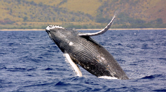 Humpack whales Colombia, animals in Colombia, Colombian animals
