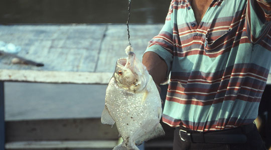 fishing piranha, piranha, Colombian experiences