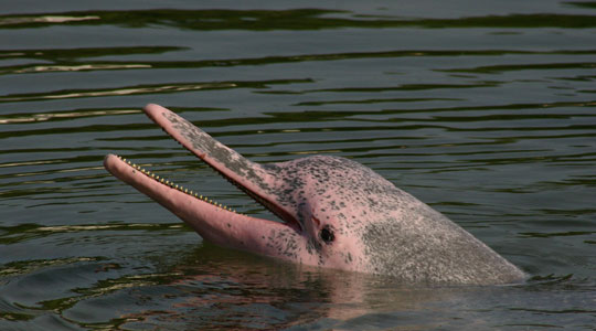 pink dolphin, Colombian experiences, things to do in Colombia
