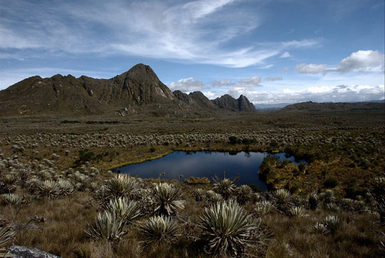 the lost world, arthur conan doyle, cycads, frailejones, zamia, chigua, dinosaurs, jurassic, paramo, andes, evolution