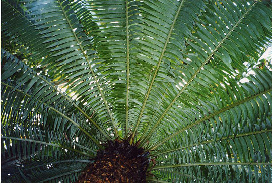 Colombian ancient plants, cycad, the lost world, arthur conan doyle, cycads, frailejones, zamia, chigua, dinosaurs, jurassic, paramo, andes, evolution