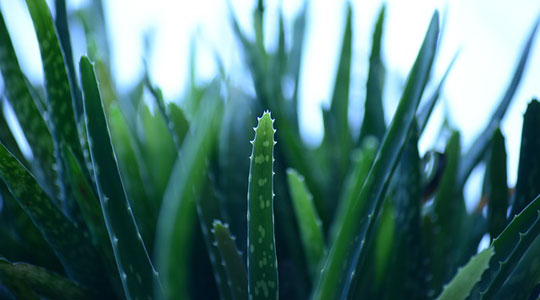 colombian remedies, natural remedies, aloe vera