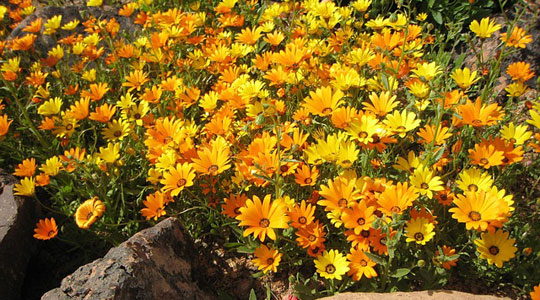 colombian remedies, natural remedies, calendula