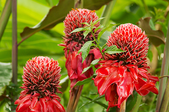 colombian flowers