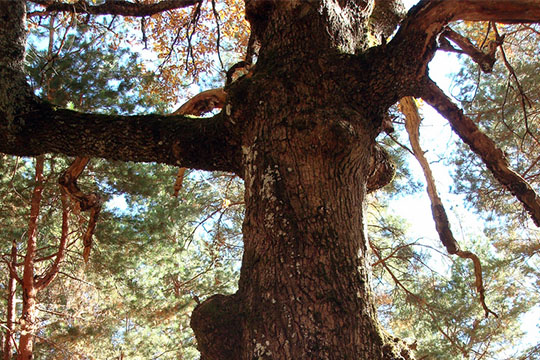 colombian trees