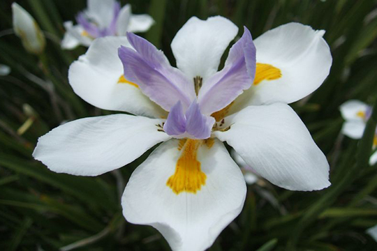 colombian flowers