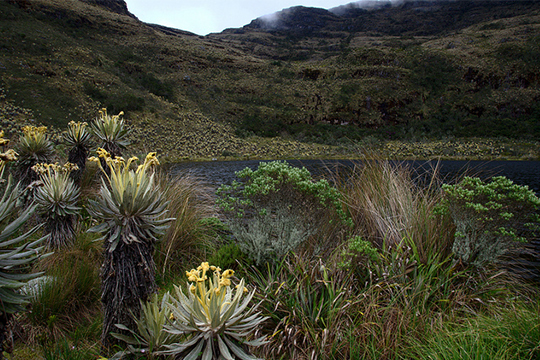 colombian nature